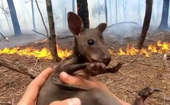 澳洲网红消防员麦克隆(Sam McGlon)火场救起小袋鼠