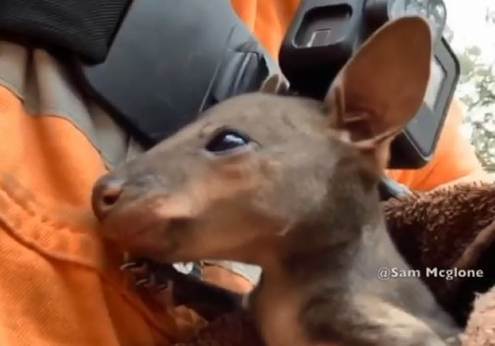 澳洲网红消防员麦克隆(Sam McGlon)火场救起小袋鼠