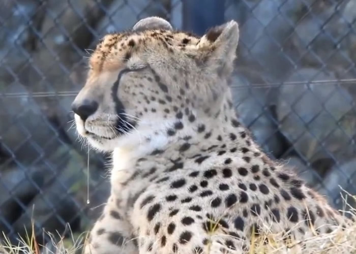 �ձ��㵺�а�������԰һֻ�Ա����ﾹȻ˯��������ˮ��