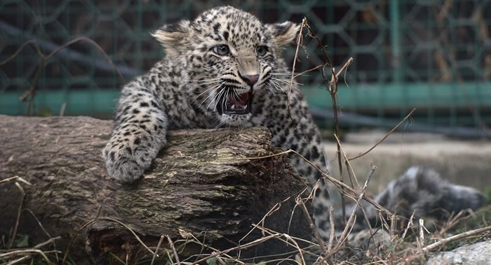 ӡ��һֻ����׷���Ȯʱ���뷿��