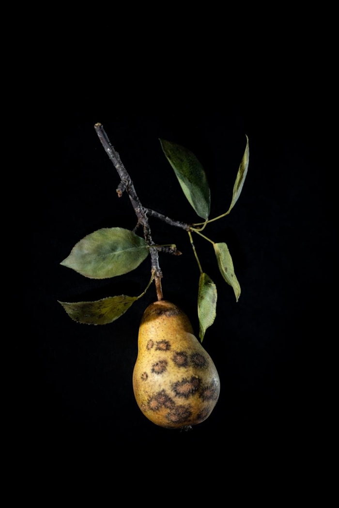 感染黑星病(pear scab)的梨子玻璃模型。 PHOTOGRAPH BY JENNIFER BERGLUND, THE WARE COLLECTION OF