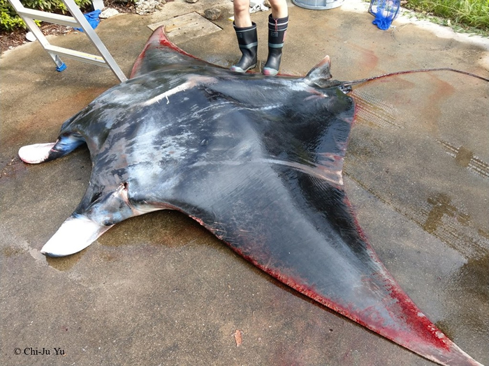 ��������İ���ǰ��������Manta alfredi�� �����Σ���������֣�����Ԥ���С� ͼƬ��Դ���������ṩ