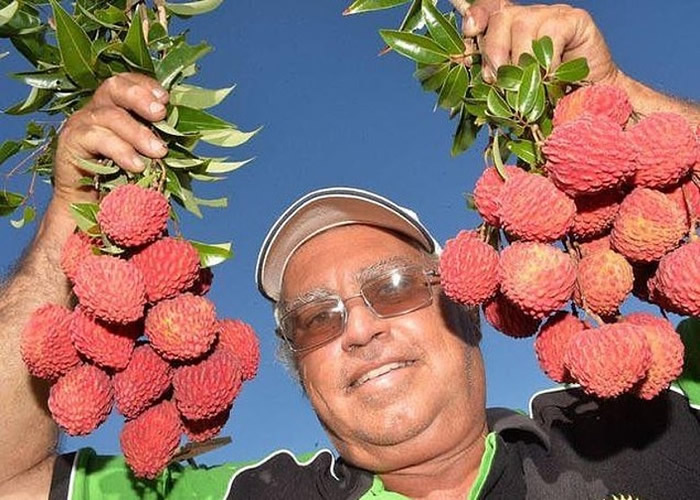 农夫培育出澳洲第一棵无核荔枝树 吃起来像菠萝