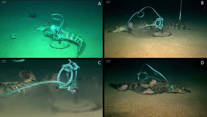 将死鳄鱼放到深海里会怎么样?