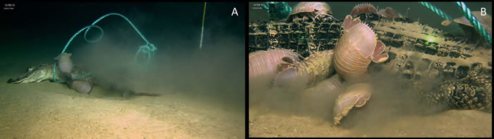 将死鳄鱼放到深海里会怎么样?