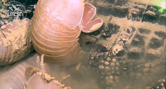 将死鳄鱼放到深海里会怎么样?