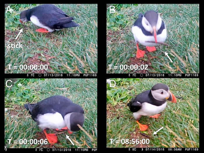 角嘴海雀叼树枝戳自己身体