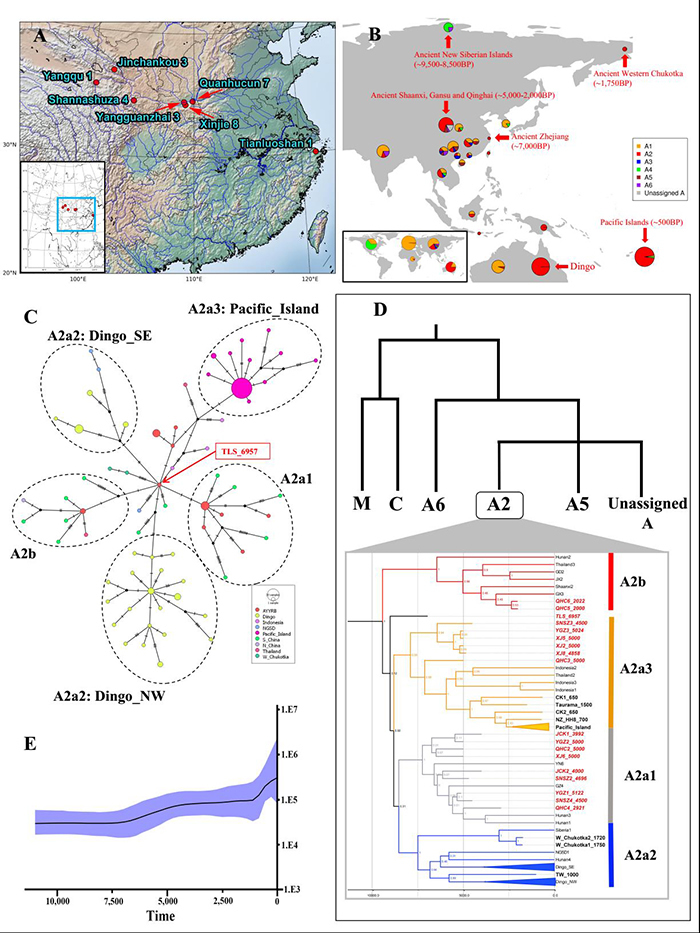 图1 (A)采集的古代样品分布情况;(B)单倍型A的几种亚型在中国、东南亚、太平洋岛屿上的组成情况;(C)以A2单倍型构建的邻接法网络关系图,浙江田螺山的个体处