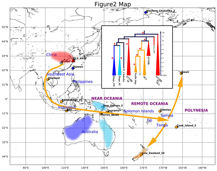图2 红色区域代表了澳洲野犬、新几内亚歌唱犬和殖民时代之前的太平洋家犬的可能起源地。(张明供图)