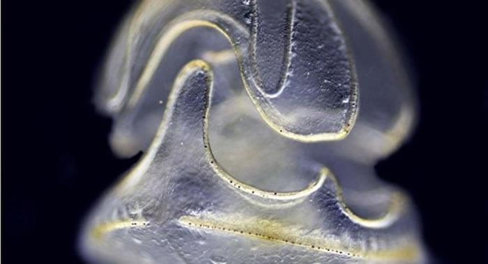 Nature Communications־ֲԿ߳Ϣ ӶܵߵĽ