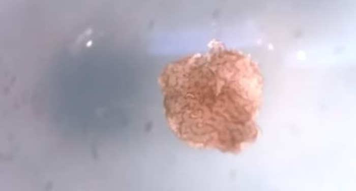 美国研究团队使用非洲爪蛙的干细胞成功创造出全球第一个“活体”微型机器人