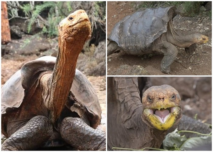 繁殖任务诞800子嗣 美国百岁象龟功成身退回乡