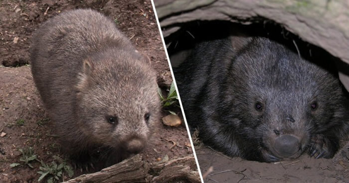 袋熊在大火期间表现出异常行为 与试图逃生的小动物分享洞穴
