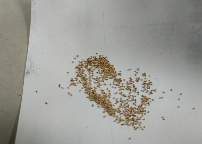 ̨FacebookϹ繫桱ƬƼгִ֥ 񣺰й