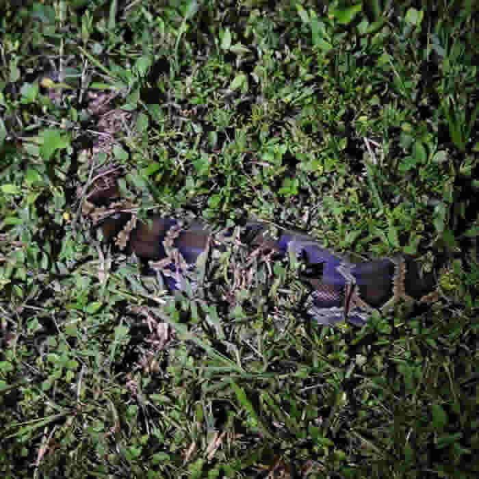 ��������Python Bowl 2020ץ����������