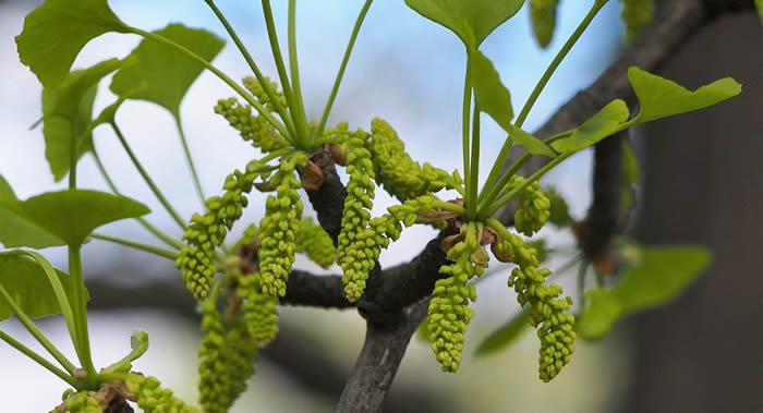 扬州大学研究发现银杏的植物组织能在几百年甚至几千年内不停生长
