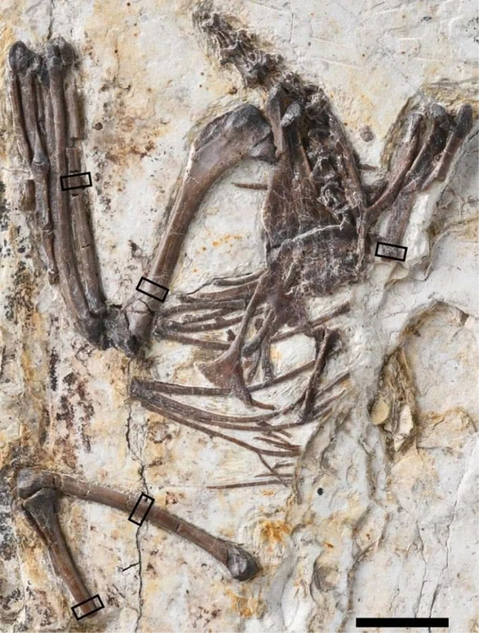 娇小意外鸟(Mirusavis parvus)正型,比例尺10 mm。(文中图片均由王敏提供)