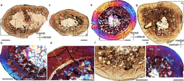 娇小意外鸟的肢骨骨组织横切面,显示在肱骨、桡骨、股骨和胫跗骨中均有髓质骨(mb)形成。