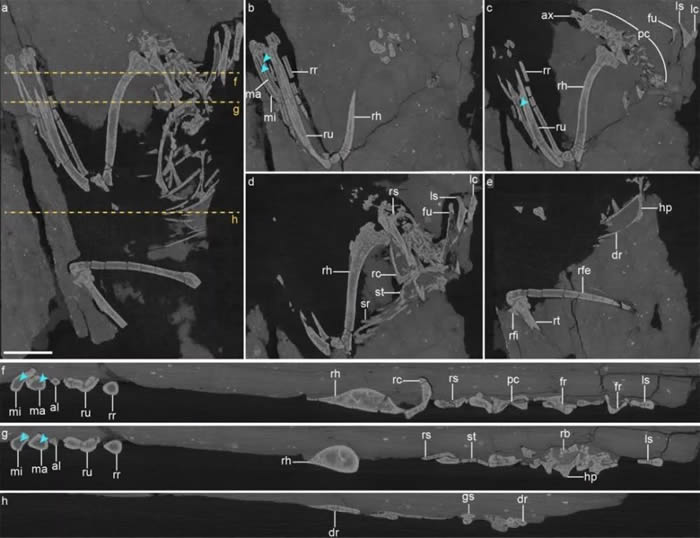 娇小意外鸟CT扫描显示,髓质骨在几乎全部保存的头后骨骼中出现