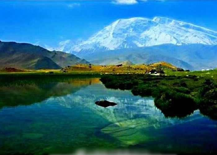 �½�����Ұ������Ⱦ������ ��������1ֻ