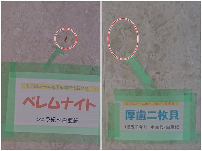 ϵľʯ֣ͼȦУͺݶöͼȦУɼ