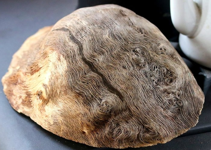 �ձ�һ��ͷ��ľ�����������������ҹ��������̾�������