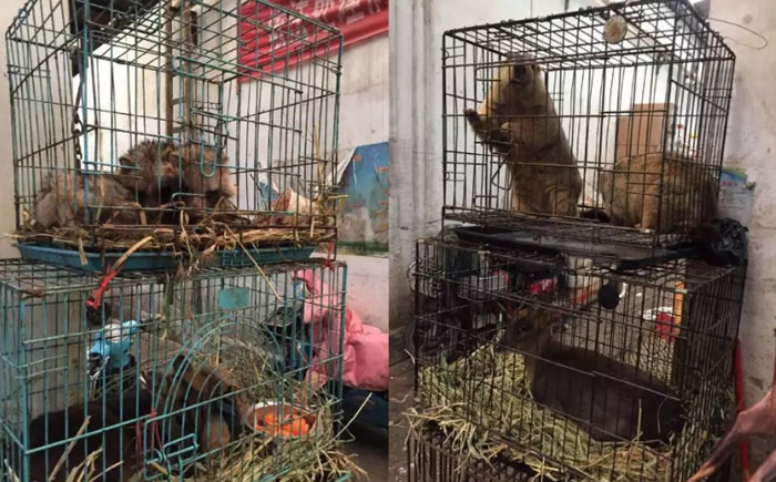 新型冠状病毒2019-nCoV!武汉肺炎传染病疫情源头找到 华南海鲜市场野生动物价目表曝光