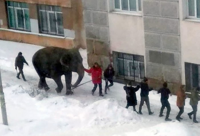 俄罗斯叶卡捷琳堡马戏团2头大象出去散步趁机逃跑 在雪地里面疯狂玩耍嬉闹
