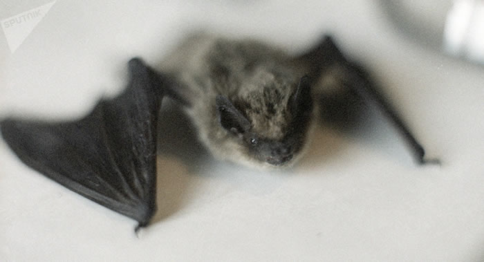 新型冠状病毒与浙江舟山的蝙蝠冠状病毒的相似度达90%