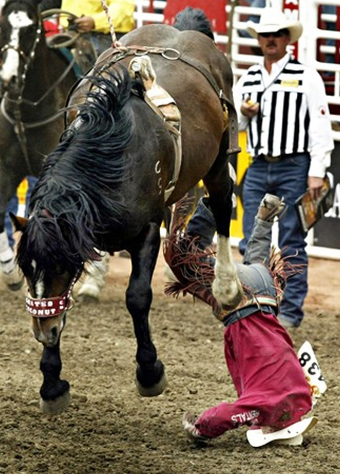 2020��������ţ�о�����������Ļ ������������˷�