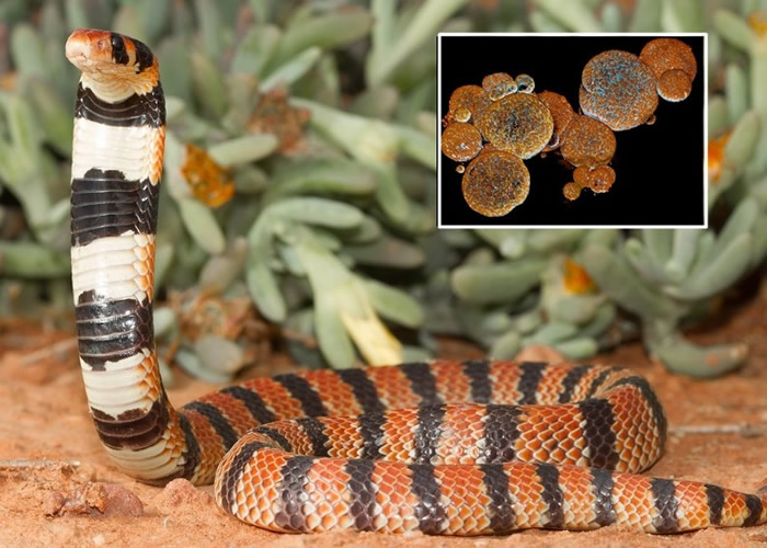 研究人员以珊瑚眼镜蛇等的腺体组织细胞(小图),培殖出可制造毒素的人工腺体。