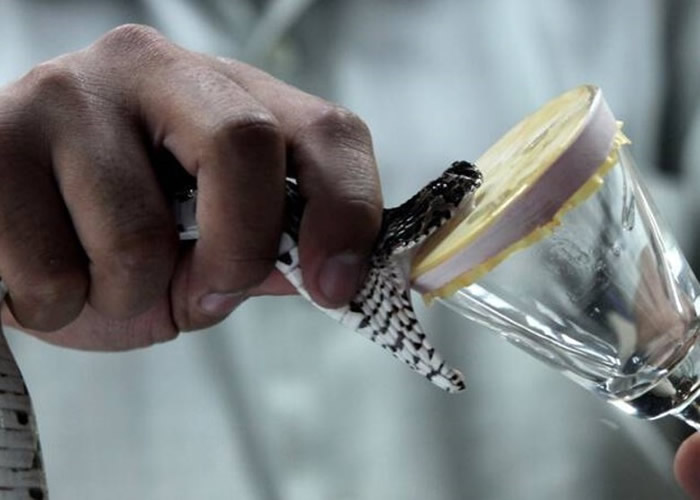 传统的采集蛇毒方法费时又危险。