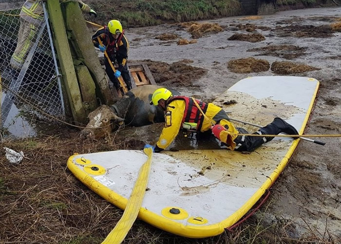 Ӣ��˹�����¿���Ƥ��ţ����������С�ĵ�������