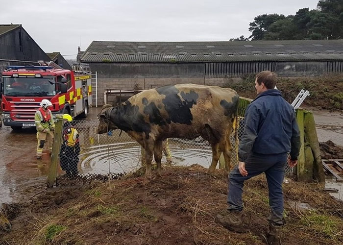 Ӣ��˹�����¿���Ƥ��ţ����������С�ĵ�������