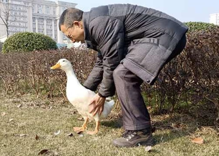 重庆老翁在水库钓鱼一只鸭游到脚边就不走了 带回家养成宠物