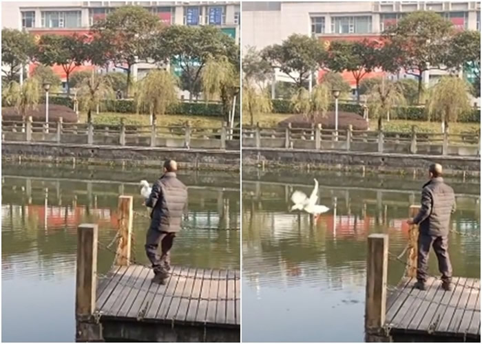 重庆老翁在水库钓鱼一只鸭游到脚边就不走了 带回家养成宠物