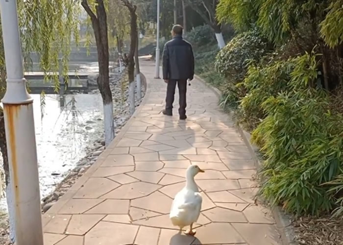 重庆老翁在水库钓鱼一只鸭游到脚边就不走了 带回家养成宠物