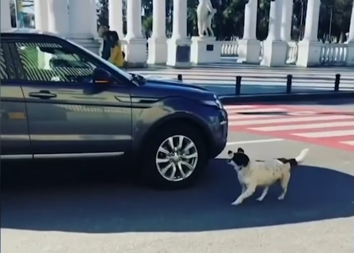 �㳦��ͣ�ͽУ���ͣ˾����