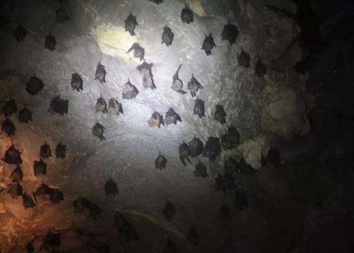 中国科学院武汉病毒研究所最新研究表明新型冠状病毒可能来源于蝙蝠