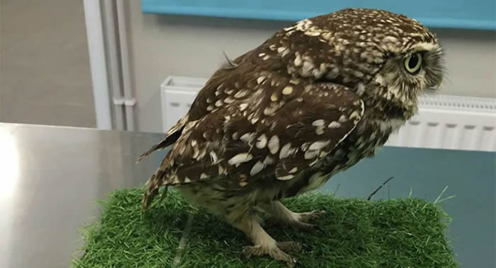 Ӣ�������Ԯ��Ա�ڹ�������һֻ��Ϊ̫�ֶ��ɲ�������èͷӥ