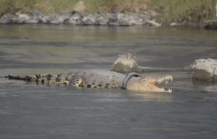印尼暹罗鳄遭轮胎套牢3年 公开征召能帮助鳄鱼脱困的人