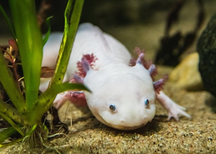 耶鲁大学研究墨西哥钝口螈基因 有望令人类拥肢体再生能力