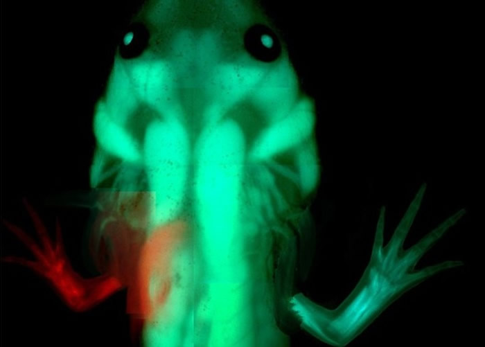 耶鲁大学研究墨西哥钝口螈基因 有望令人类拥肢体再生能力