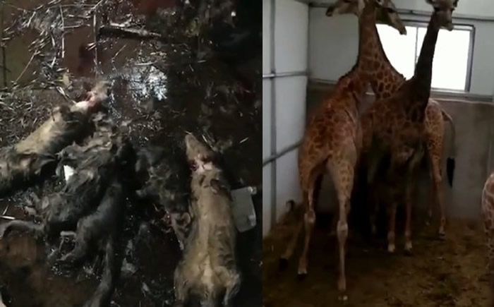 广东增城商人不甩武汉肺炎 不顾被举报多次照样宰杀野生动物