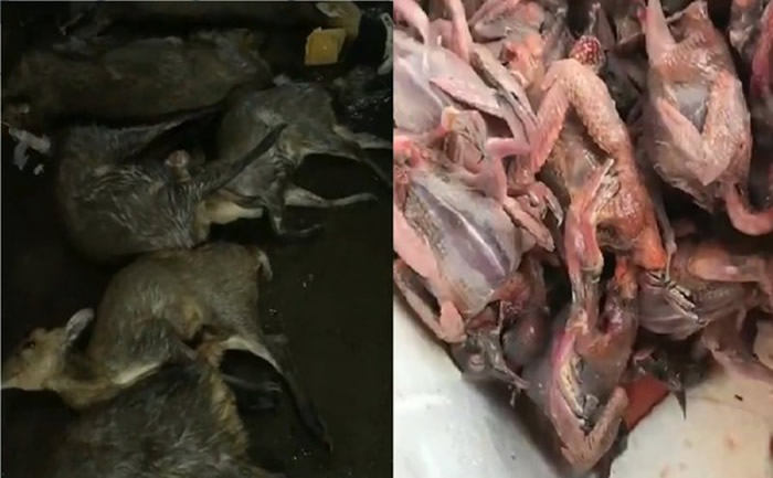 广东增城商人不甩武汉肺炎 不顾被举报多次照样宰杀野生动物