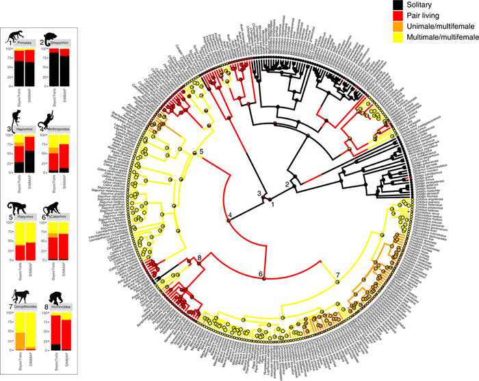 研究结果表明从独居到群居的进化通常是从结对生活开始的