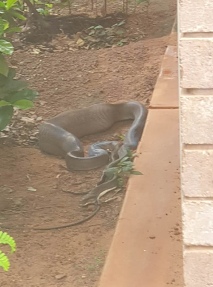 澳大利亚北领地凯瑟琳市女子眼巴巴地看着蟒蛇将猫咪吞进肚子