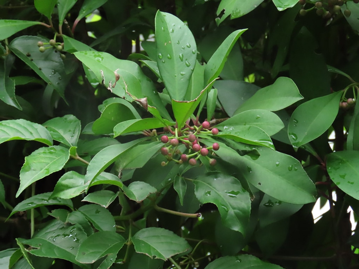 �Ի��䡢���ۡ����ۡ���ʵ����ҶΪ��ʳ��̨��������й���֮�ƣ�����ʳ�߸��Ǵ����ڷۺ��֡� ��Ӱ���ξ�ޥ