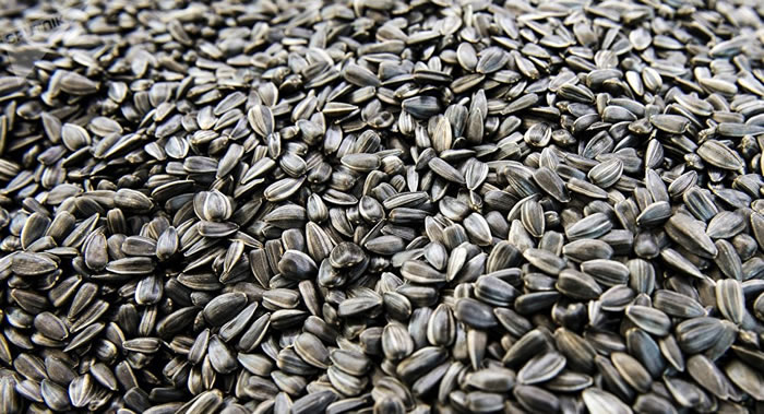 ����˹Ӫ����ҽ��������ʳ��ɹ�ɵĿ����ѣ����ӣ�����������