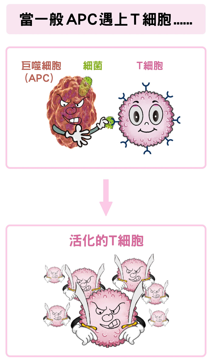 巨噬细胞(APC)吞噬细菌后,可活化T细胞。数据源│陶秘华 图说原作│张峰碧 图说美化│林洵安